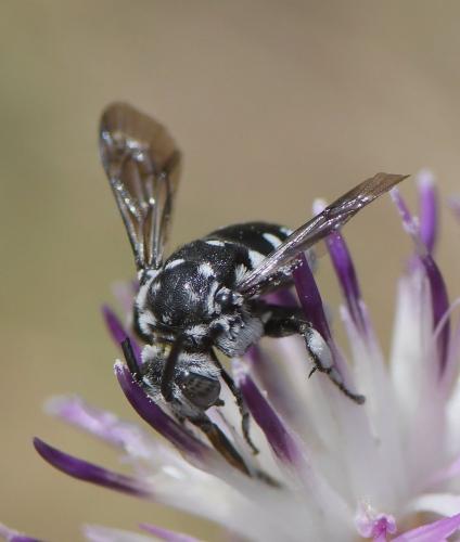 Thyreus ramosus